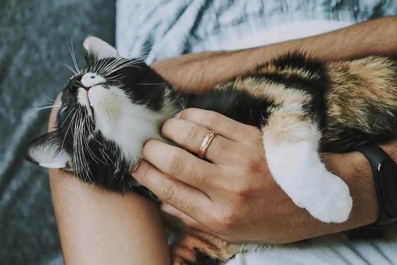 Calico cat lying in someone's arms. 
