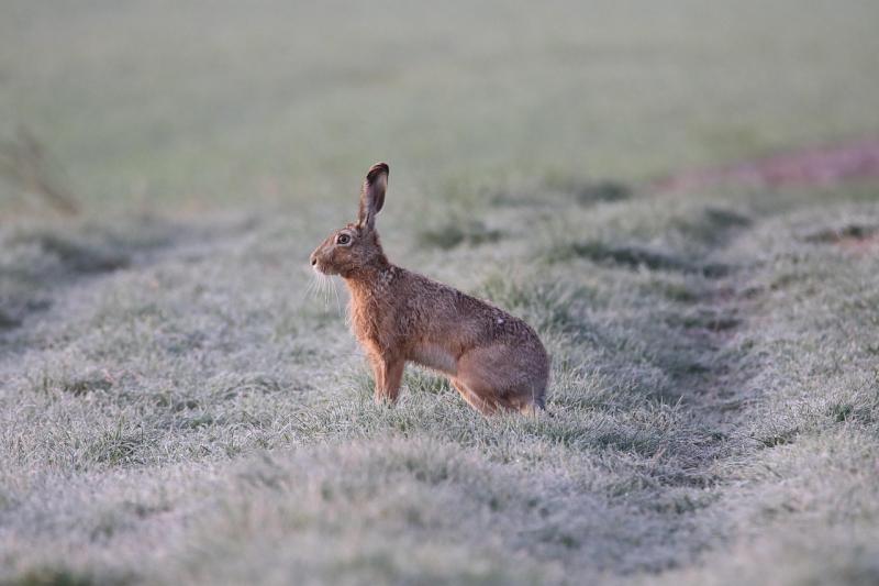 An image of a hare stood in a frosty field. 